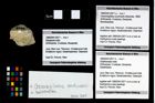 Foto (Objekt + Etikett) von Cracensigillatus acutirostris (Moericke, 1889)  (NHMW-GEO-1990-0041-2671a)